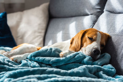 Dog lying on sofa at home