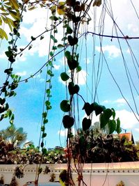 Low angle view of flowering plants against sky