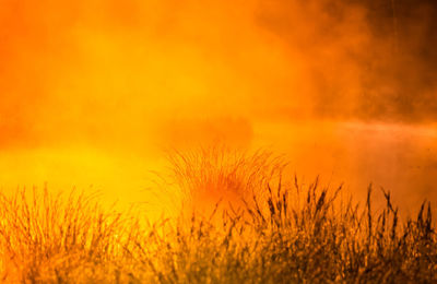 A beautiful spring sunrise mist over the flooded wetlands. warm spring scenery of swamp with grass.