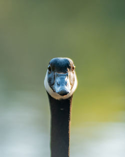 Close-up portrait of a bird