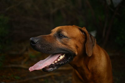 Close-up of a dog looking away