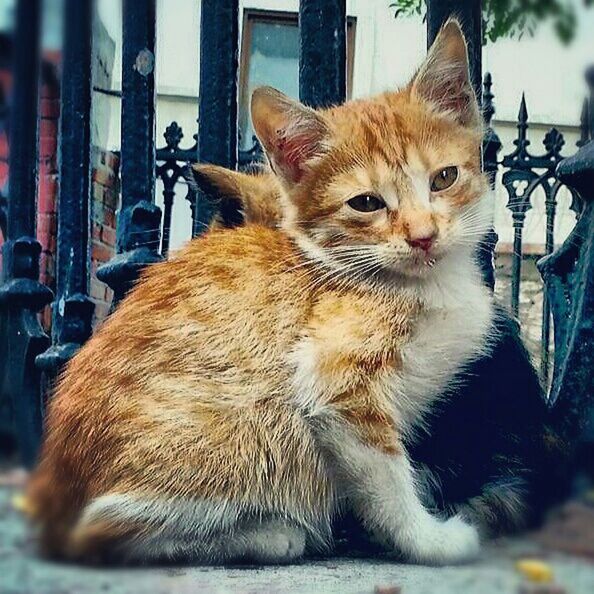 animal themes, mammal, domestic animals, one animal, domestic cat, pets, cat, feline, whisker, sitting, focus on foreground, relaxation, brown, close-up, looking away, indoors, day, no people, built structure