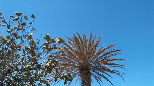 Low angle view of plant against clear blue sky