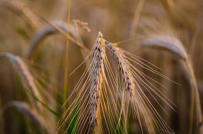 Close-up of plant against blurred background