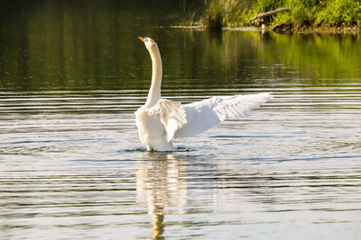 White swan floating on lake