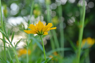 Close-up of yellow flowering plant on field