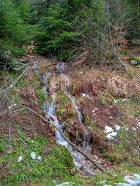 Plants and stream flowing in forest