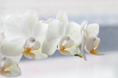 Close-up of white flowers