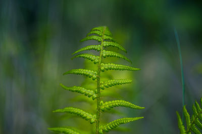 Beautiful ferns growing in the late spring woodlands.