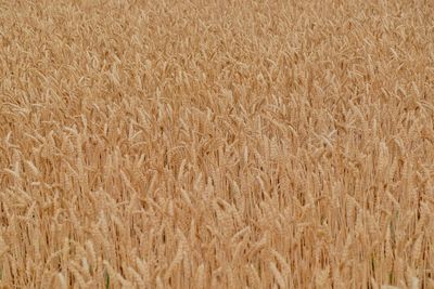 Full frame shot of wheat field