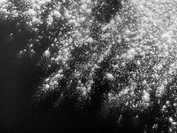 Low angle view of trees