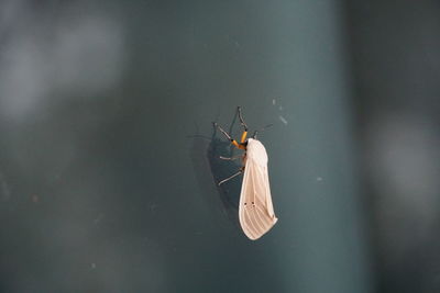 Close-up of butterfly