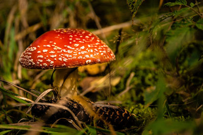 Close-up of fly agaric mushroom on field