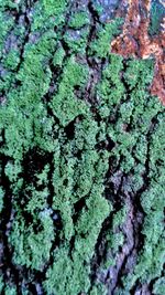 Full frame shot of lichen growing on tree