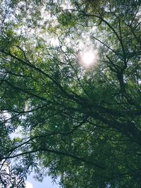 Low angle view of trees in forest against sky