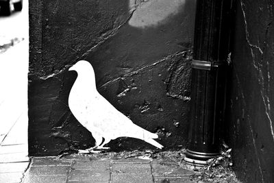 Close-up of bird