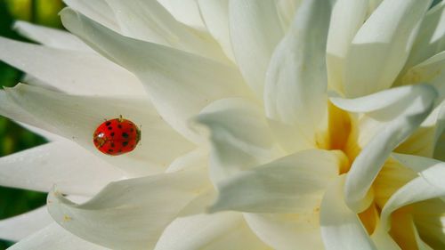 Close-up of red flowers