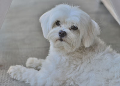 Close-up portrait of white dog relaxing