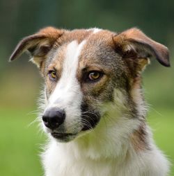 Close-up portrait of dog