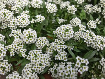 Close-up of white flowering plants