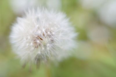 Close-up of white dandelion flower