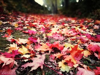 Close-up of maple leaves on flowers