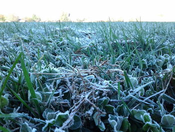 Close-up of plants growing on field against sky