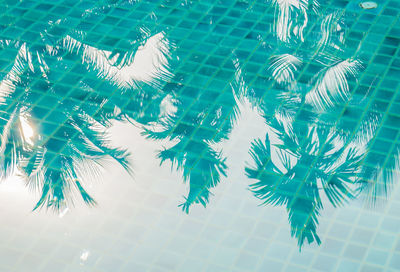 High angle view of trees reflecting on swimming pool