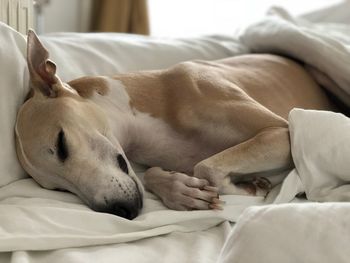 Dog sleeping in bed