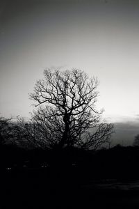 bare tree