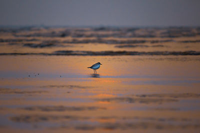 Seagull flying over sea during sunset