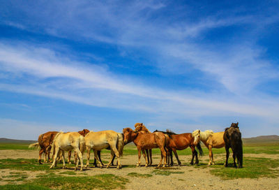 Horses on a field