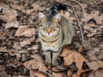 Close-up of cat