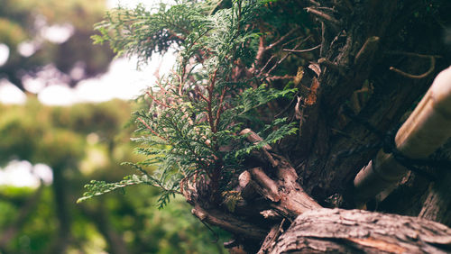 Close-up of tree trunk in forest