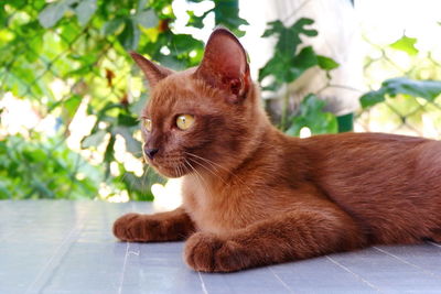 Close-up of a cat looking away