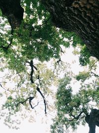 Low angle view of trees against sky