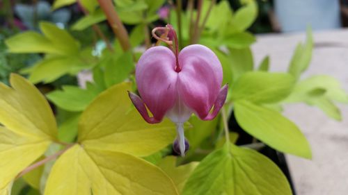 Close-up of pink flowers