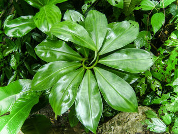 Close-up of green leaves