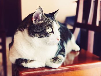 Close-up of a cat looking away