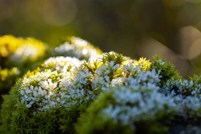 Close-up of frozen moss