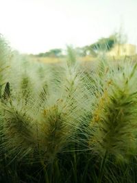 Close-up of dandelion growing on field