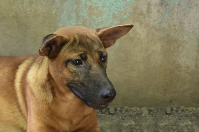 Close-up portrait of a dog