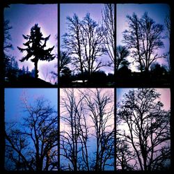 Bare trees against sky at sunset