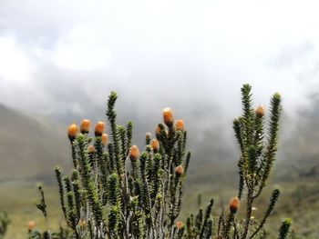 Close-up of plant against cloudy sky