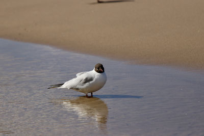 High angle view of bird on beach