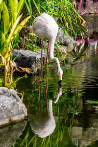 Bird drinking water in a lake