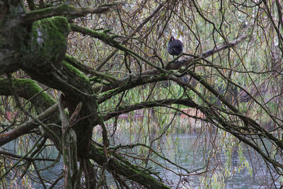 Low angle view of bird perching on tree