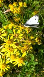 Close-up of butterfly on flower