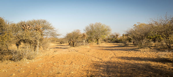 Trees on field against clear sky