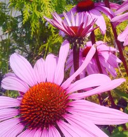 Close-up of purple coneflower blooming outdoors